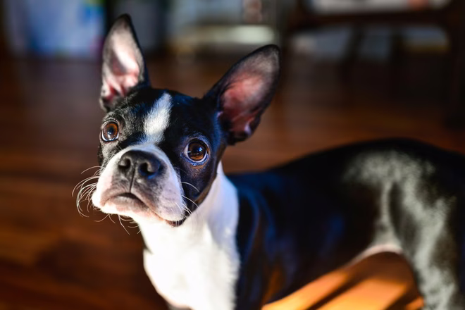Boston Terrier mit neugierigem Blick.