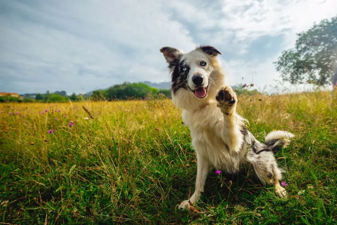 Ein Border Collie, eine der besten psychiatrischen Diensthunderassen, schaut mit blauen Augen in die Kamera und gibt die Pfote.