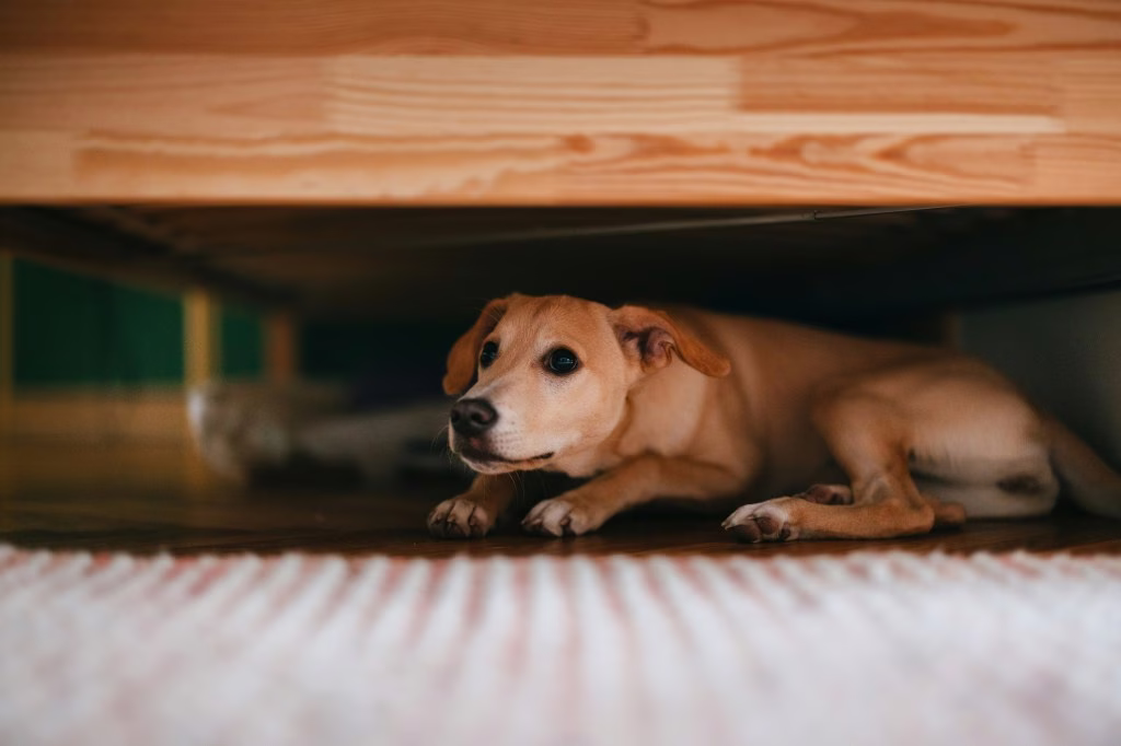 Soziale Ängste bei Hunden: Anzeichen, Ursachen und Lösungen