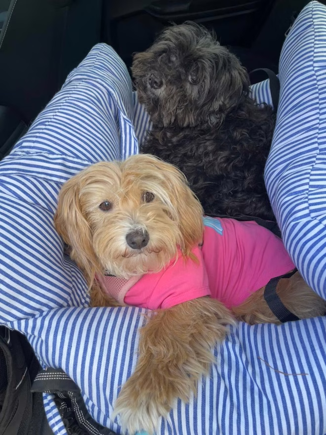 Goldie, ein Terrier-Hund, im Vordergrund im Auto im FunnyFuzzy Hundeautositz erster Klasse. Washington, ein Schnoodle, hinter ihr.