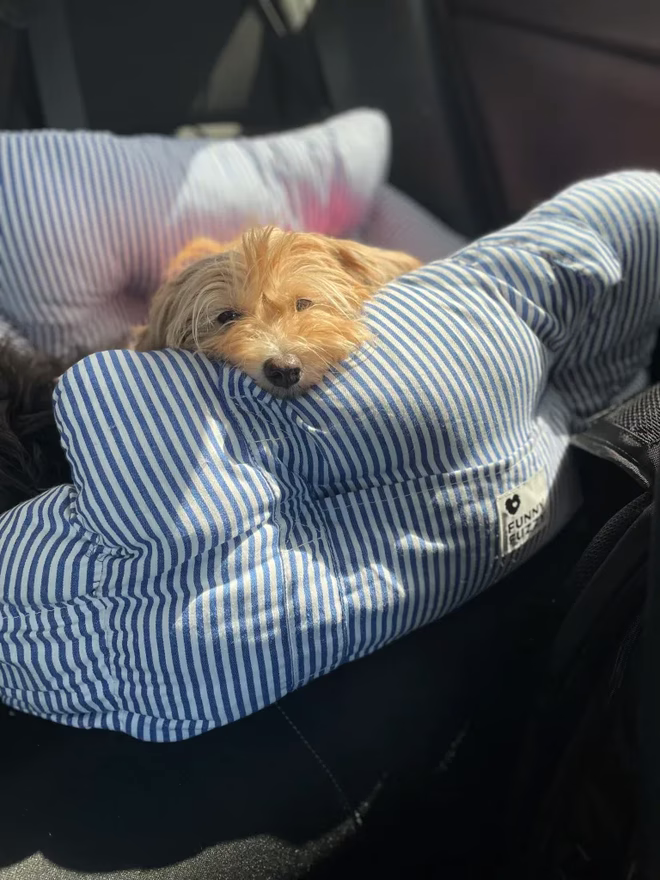 Goldie, eine Terrierhündin, im Vordergrund im Auto im FunnyFuzzy-Autositz erster Klasse.