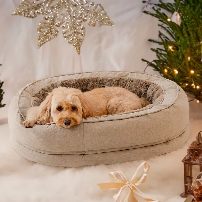 Pudel im FunnyFuzzy-Hundebett Donut.