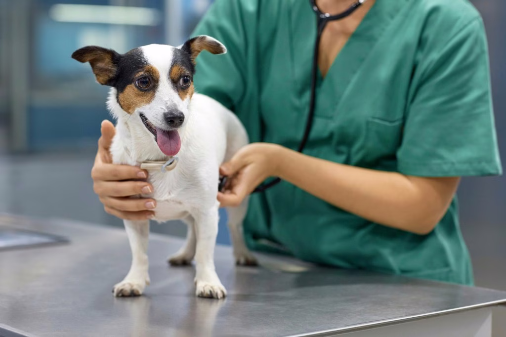 Streptococcus Zooepidemicus bei Hunden: Symptome, Ursachen und Behandlung