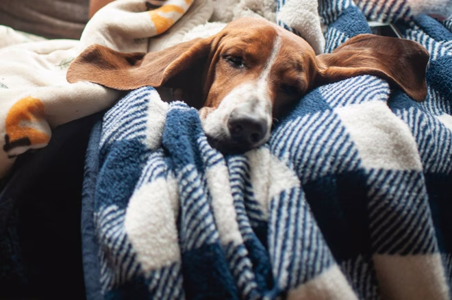 Niedliche, faule Hunderasse, ein Basset Hound mit großen Ohren, der zu Hause in einer Decke schläft.