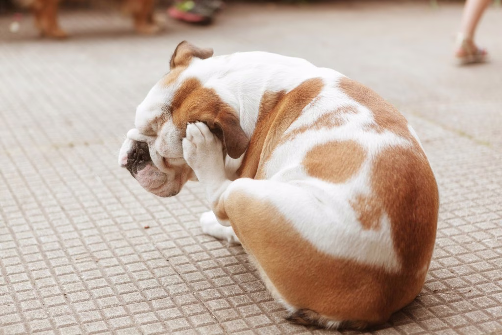 Apoquel für Hunde: Anwendungsgebiete, Dosierung und Nebenwirkungen