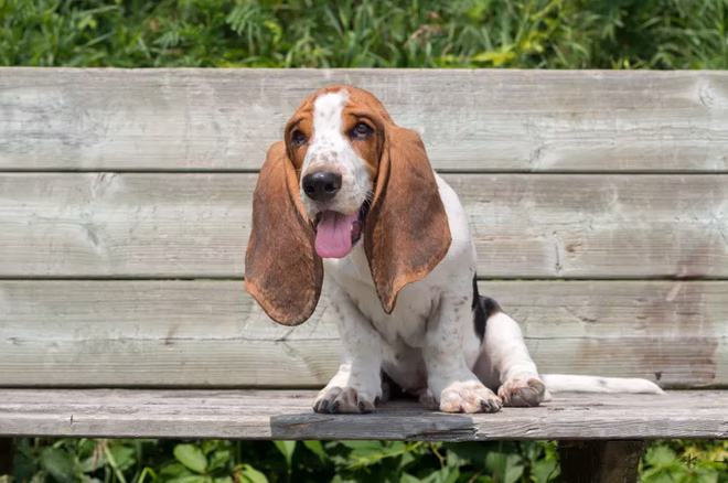 Basset Hound kölyökkutya ül a fapadon odakint