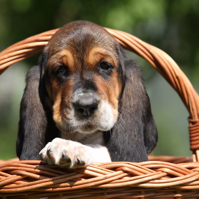 Basset Hound kiskutya kosárban