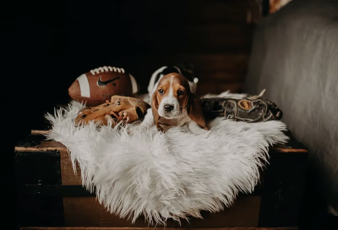 Basset Hound kiskutya szőnyegen, sporteszközökkel körülvéve