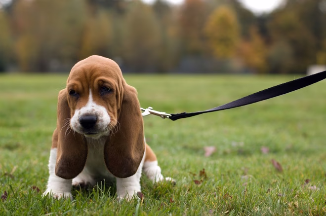 Basset Hound pórázon