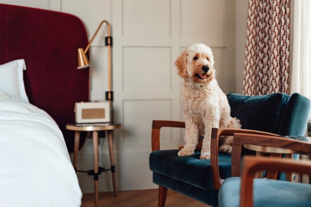 Reisen mit Ihrem Hund: So finden Sie die besten haustierfreundlichen Hotels