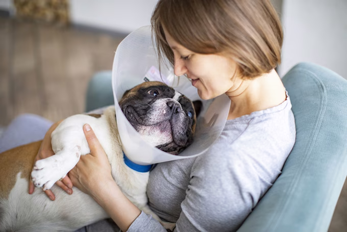 Augenverletzungen bei Hunden: Symptome, Ursachen und Behandlungen