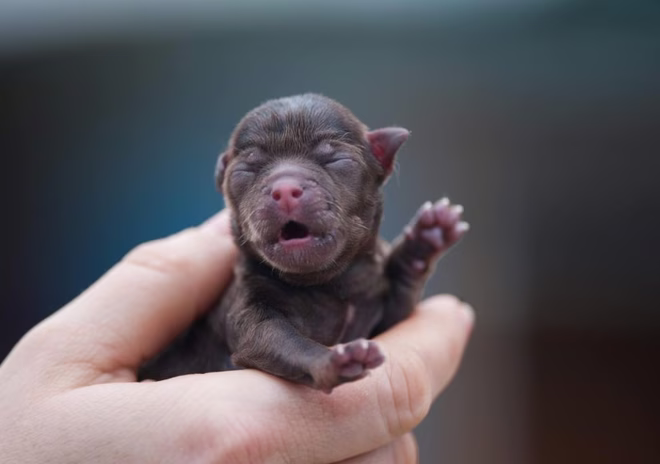 Neugeborener Chihuahua-Welpe in der Hand des Menschen.