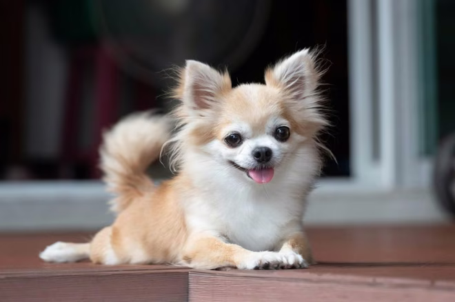 Langhaariger Chihuahua auf der Veranda.