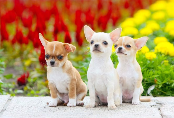 Drei Chihuahua-Welpen.