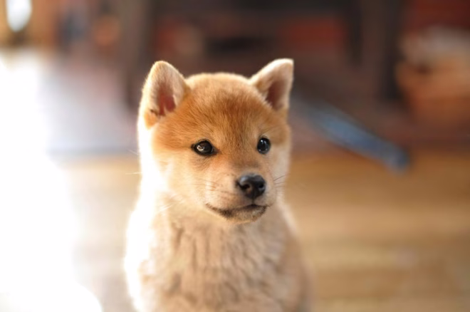 Shiba Inu kiskutya otthon.