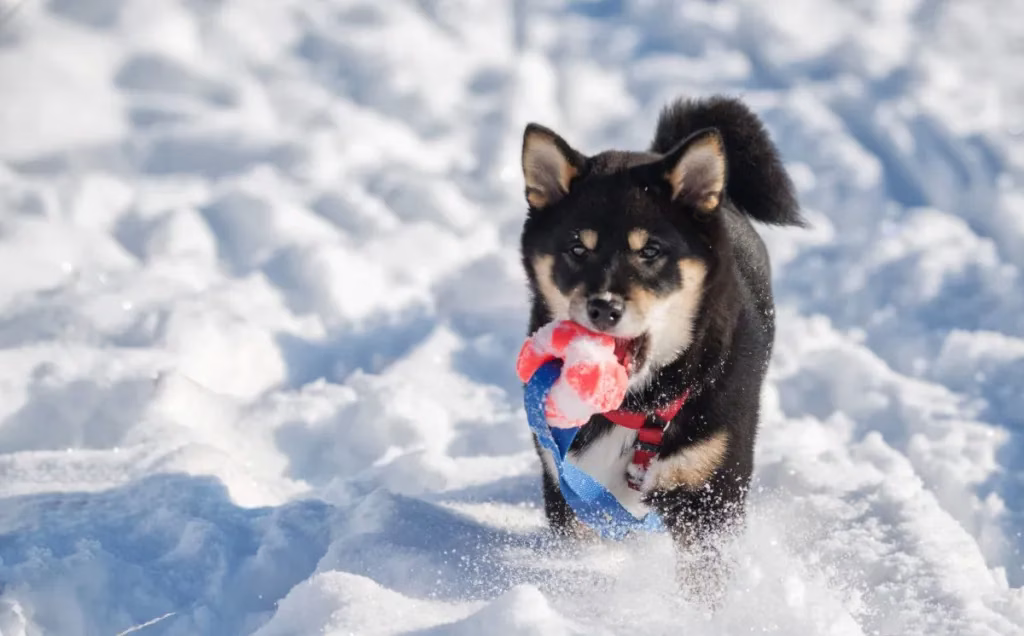 Shiba Inu kölyök Képek és tények