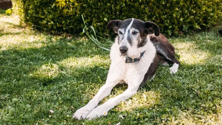 Demenz bei Hunden (kognitive Dysfunktion bei Hunden): Symptome, Ursachen und Behandlungen