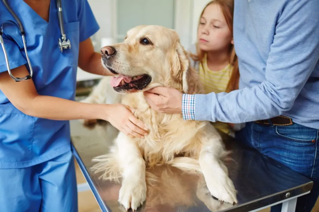 Aktivkohle für Hunde: Verwendung, Dosierung und Nebenwirkungen