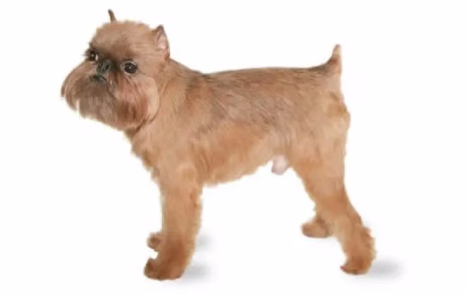 brüssel-griffon