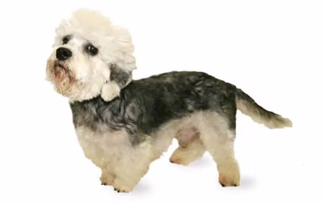 dandie-dinmont-terrier