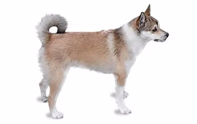norwegisch-lundehund
