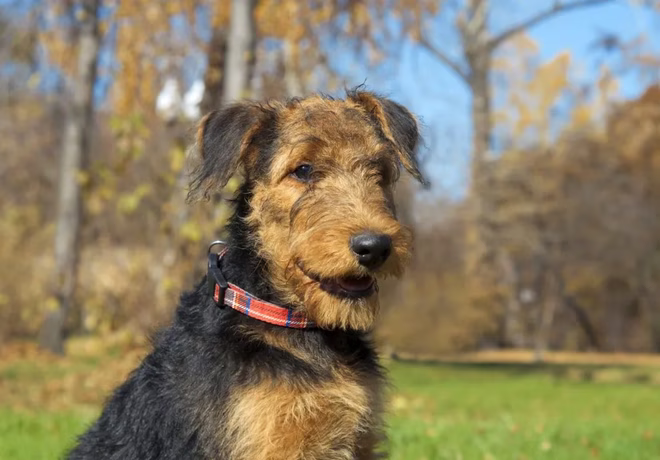 Airedale terrier egy parkban.