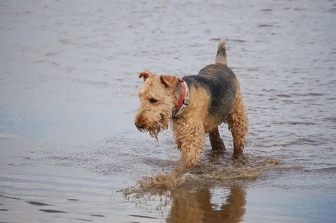 A tengerben játszó Airedale terrier kölyök.