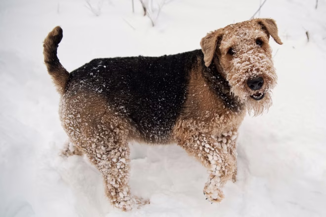 Egy fiatal Airedale terrier játszik a hóban.