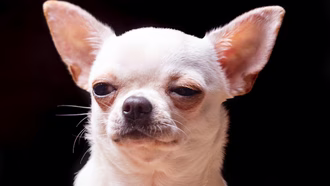 Araştırmaya Göre Köpekler İnsan Davranışlarını Yargılamıyor