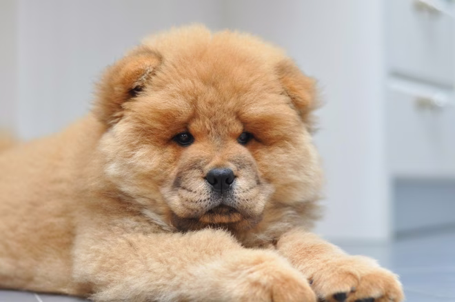 Κουτάβι Chow Chow με αξιολάτρευτη εμφάνιση που μοιάζει με αρκουδάκι μέσα στο σπίτι