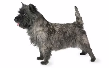Cairn-Terrier