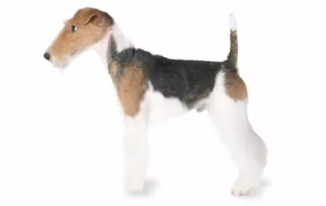 fuchs-terrier