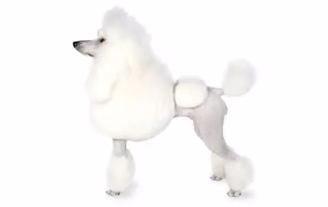 Pudel