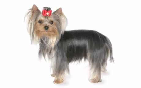 yorkshire-terrier