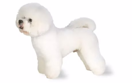 Top 10 der hypoallergenen Hunde