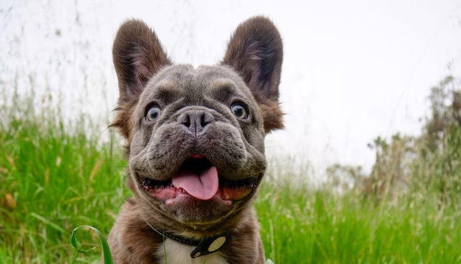 Hosszúszőrű bolyhos francia bulldog, egy drága kutyafajta, ül a fűben.