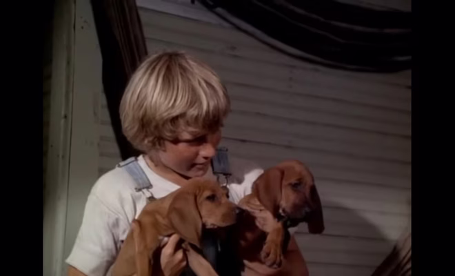 Fiú két kiskutyát tart a &ldquo;Where the Red Fern Grows&rdquo; - egy szomorú kutyás filmben.