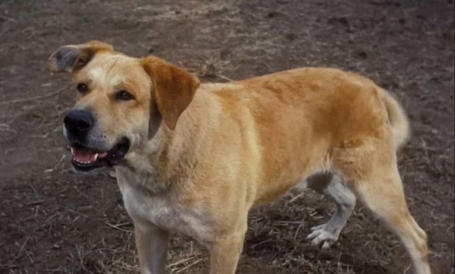 Kutya az &ldquo;Old Yeller&rdquo;-ből - egy szomorú végű filmből.