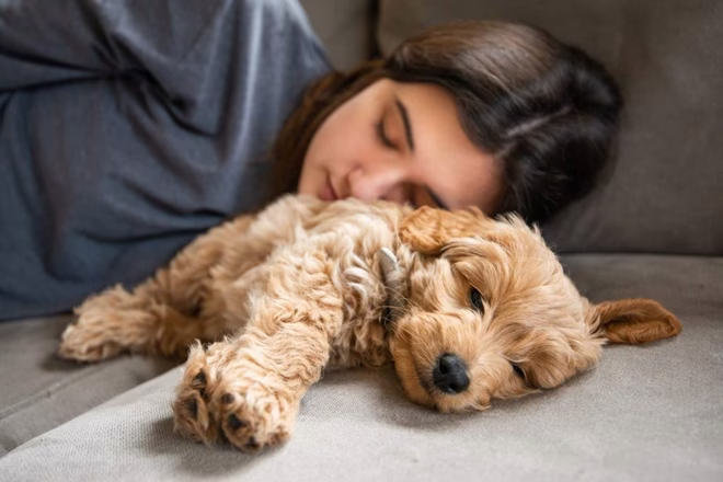 Goldendoodle kiskutya alszik a kanapén az emberrel.