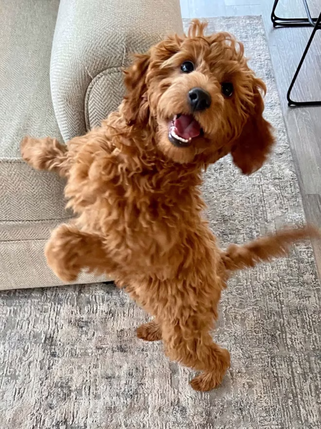 Játékos goldendoodle kiskutya otthon.