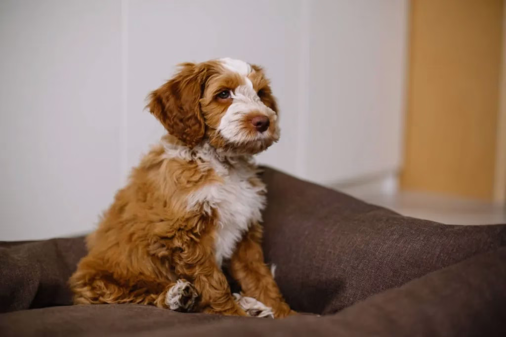 Goldendoodle kölyökképek és tények