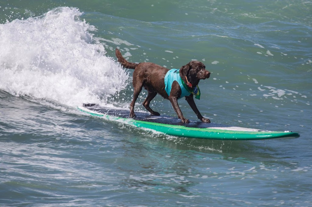 Beste Hunde zum Surfen