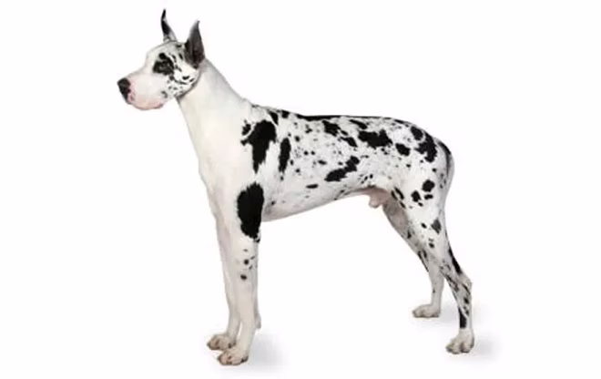 Deutsche Dogge