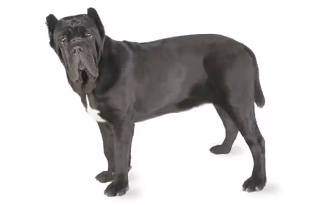 neapolitanischer-mastiff