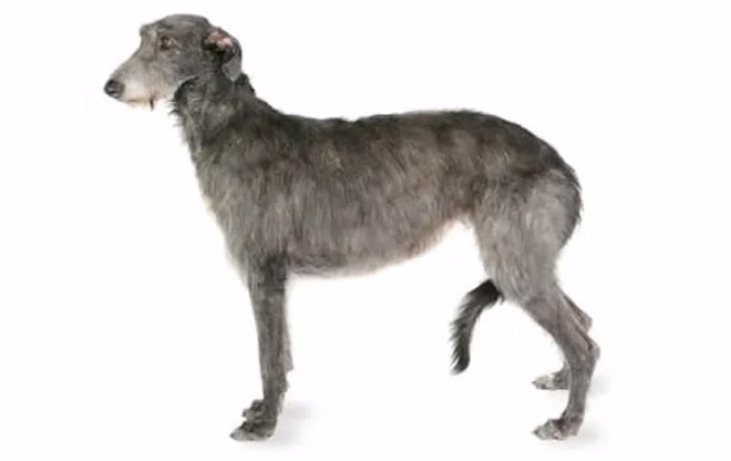 schottischer-wildhund