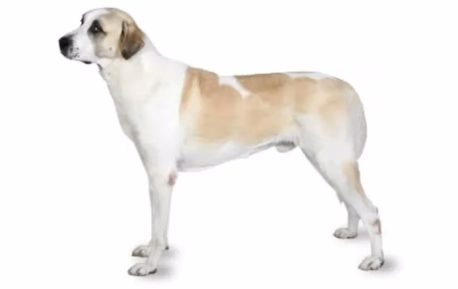 Anatolischer-Schäferhund-Hund