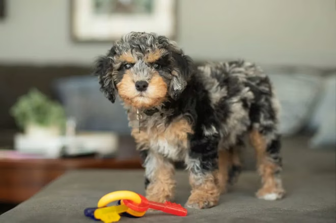 Cockapoo Welpe neben einem Hundespielzeug.