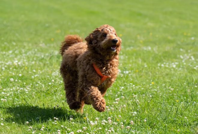 Cockapoo Welpe spielt und läuft im Gras.