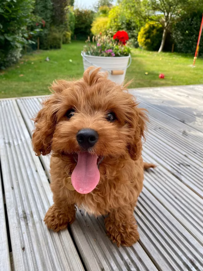Welpe mit herausgestreckter Zunge