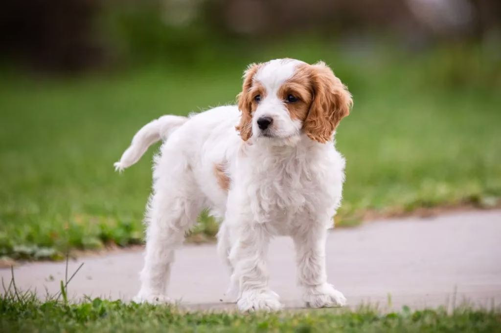 Cockapoo Welpen Bilder und Fakten